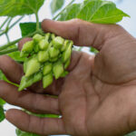 Priscila López / WhatsApp: 7652-7531