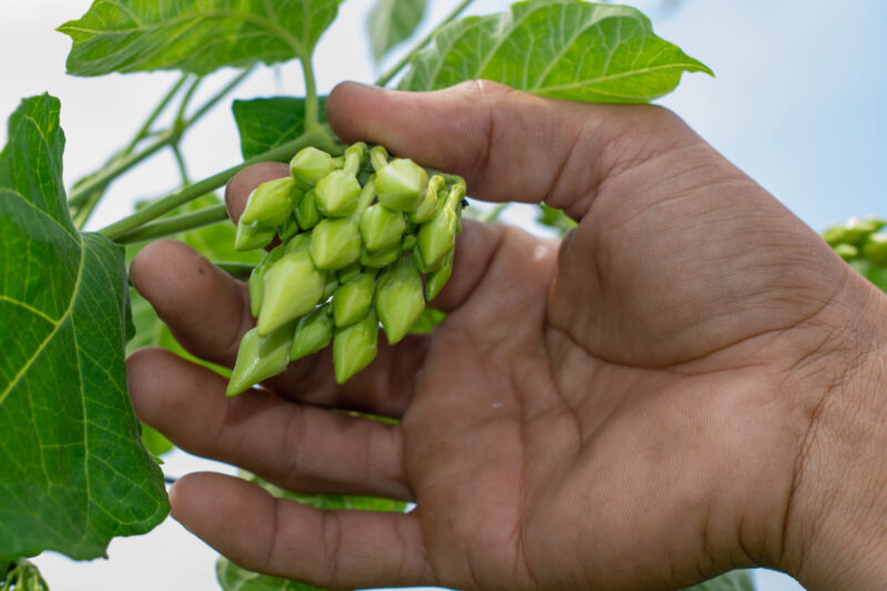 Priscila López / WhatsApp: 7652-7531